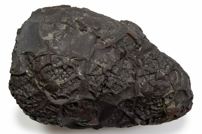 Dragon Scale Stone (Iron, Manganese, Siderite Nodule) #302274